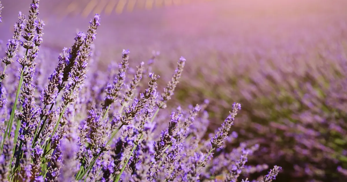 Homeopathy for Better Sleep: Natural Insomnia Relief Field of lavender at dusk